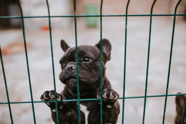 Крупным Планом Красивая Собака Разводит Французского Бульдога Клетке — стоковое фото