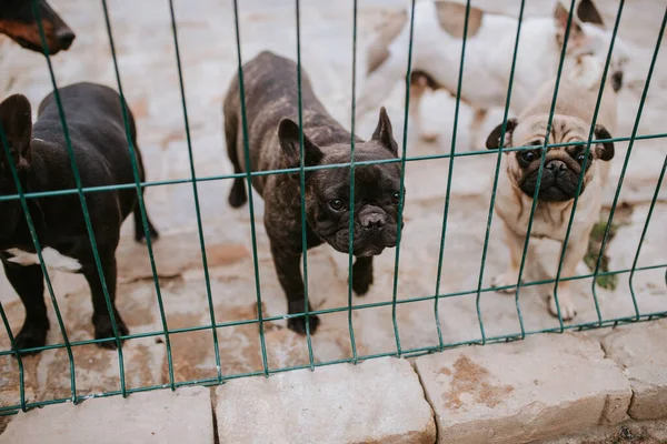 Красивые Собаки Порождают Французского Бульдога Клетке — стоковое фото