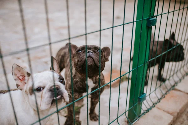 Красивые Собаки Порождают Французского Бульдога Клетке — стоковое фото