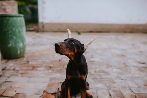 Красивая Черная Собака Породы Доберман Дворе — стоковое фото