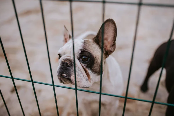 Close Van Een Mooie Hond Rassen Een Franse Bulldog Een — Stockfoto