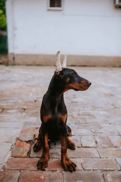 Μια Όμορφη Φυλή Μαύρων Σκύλων Doberman Στην Αυλή — Φωτογραφία Αρχείου