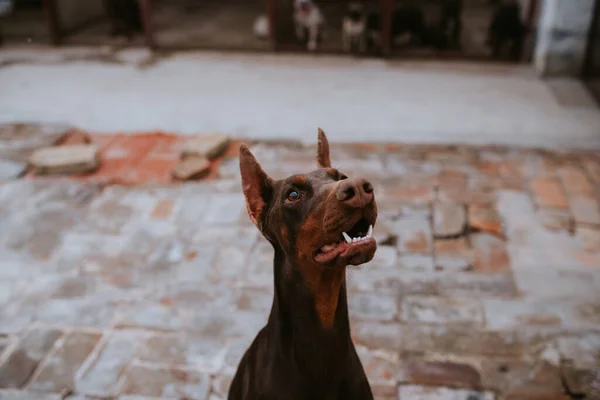 Закрыть Красивую Собаку Породы Доберман Дворе — стоковое фото