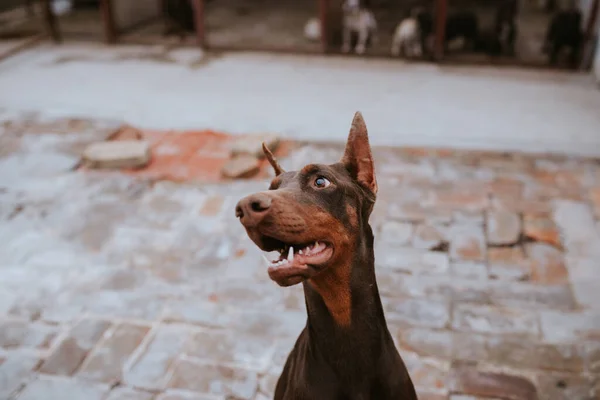 Közelkép Egy Gyönyörű Kutyafajta Doberman Udvaron — Stock Fotó