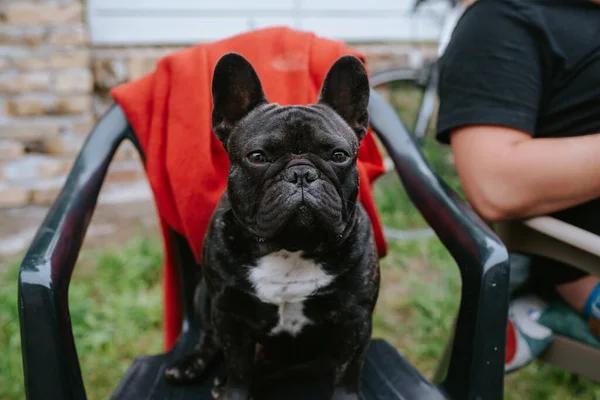 Portret Van Een Prachtig Hondenras Franse Bulldog Zittend Een Stoel — Stockfoto