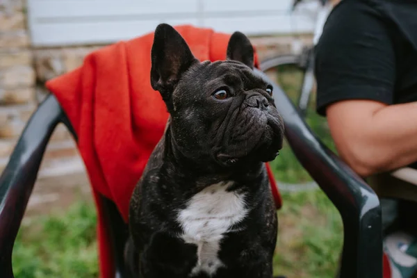 Πορτρέτο Ενός Όμορφου Σκύλου Ράτσα Γαλλική Bulldog Κάθεται Μια Καρέκλα — Φωτογραφία Αρχείου