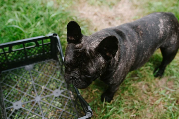 Bovenaanzicht Van Een Prachtige Hond Ras Een Franse Bulldog Het — Stockfoto