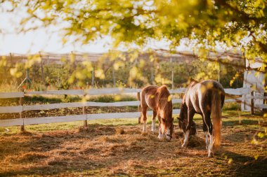 İki güzel kahverengi at bir çiftlikte otlanıyor.