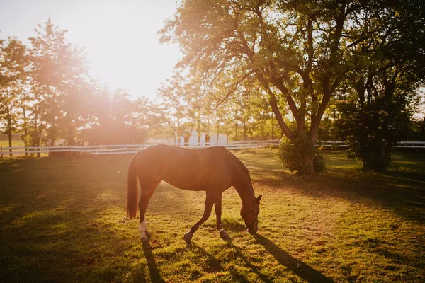 Çiftlikteki Güzel Kahverengi Bir Atın Yan Görüntüsü — Stok fotoğraf