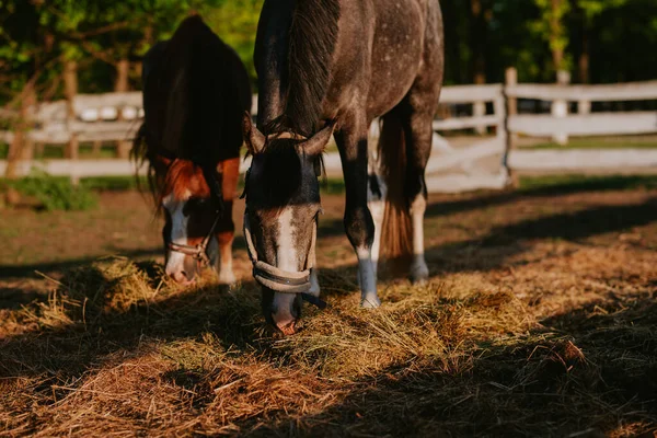 Dva Krásné Hnědé Koně Farmě Pasou Trávu — Stock fotografie