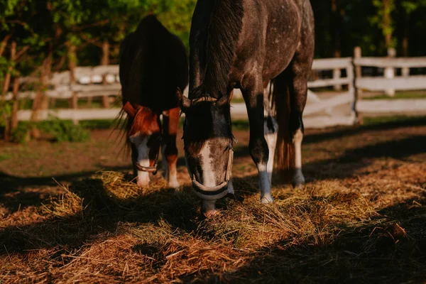 Dua Kuda Coklat Yang Indah Sebuah Peternakan Merumput — Stok Foto