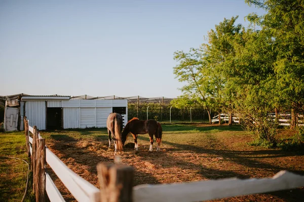 Dos Hermosos Caballos Marrones Una Granja Pastan Hierba — Foto de Stock