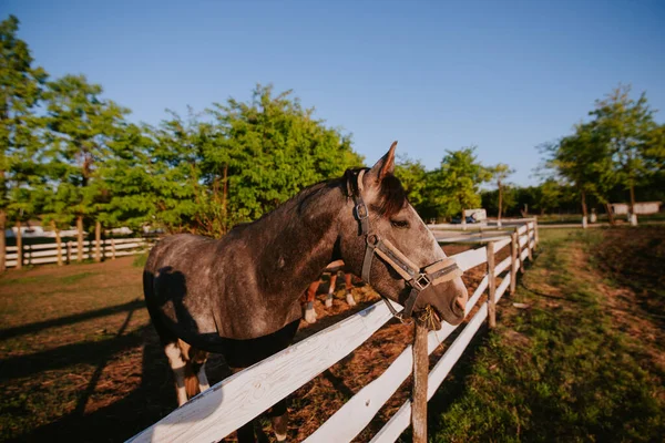 Pemandangan Samping Dari Kuda Coklat Yang Indah Sebuah Peternakan — Stok Foto