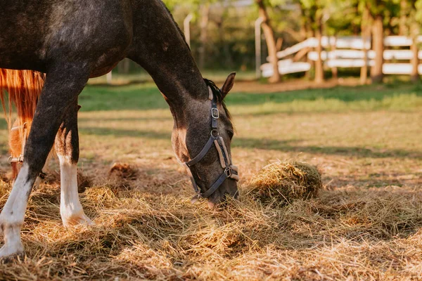 Menutup Dari Dua Kuda Cokelat Yang Indah Sebuah Peternakan Merumput — Stok Foto
