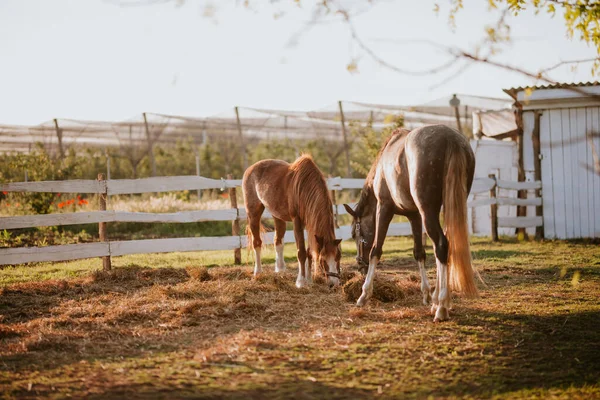Dois Belos Cavalos Marrons Uma Fazenda Pastam Grama — Fotografia de Stock