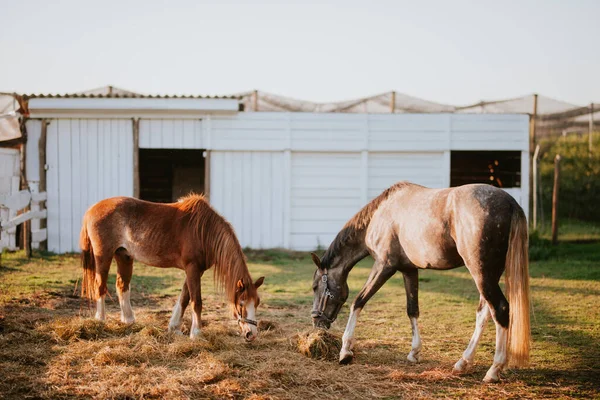 Dua Kuda Coklat Yang Indah Sebuah Peternakan Merumput — Stok Foto