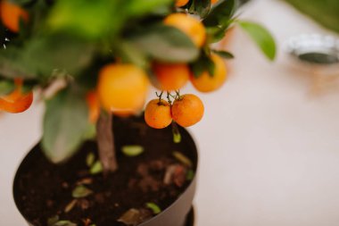 Bahçedeki tencerede bir mandalina ağacı
