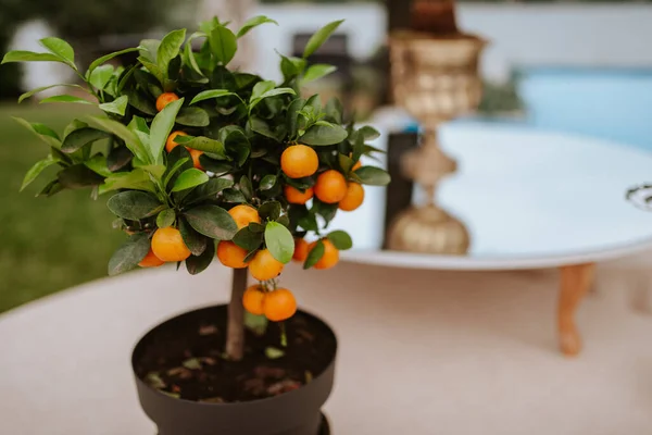 Bahçedeki tencerede bir mandalina ağacı