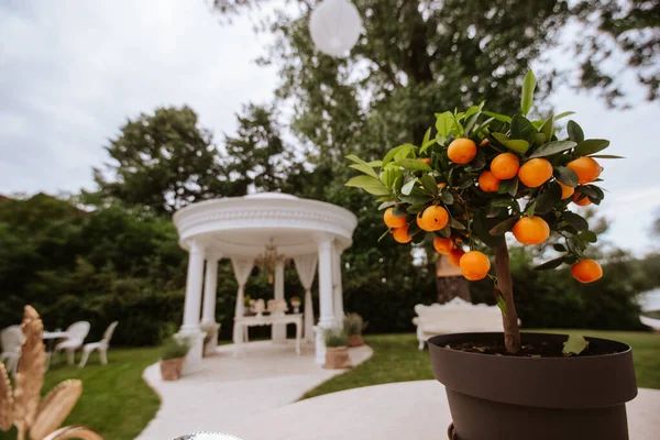 Árbol Mandarina Una Olla Patio — Foto de Stock