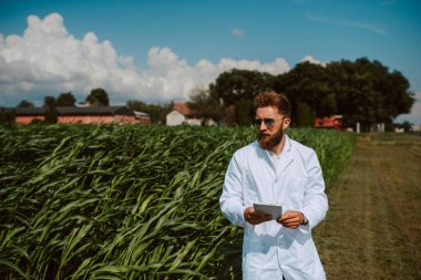 Mısır tarlasında tablet bilgisayarlı beyaz erkek tarımcı tarım ürünlerinin kalitesini ve büyümesini kontrol ediyor. Mısır alan denetimi