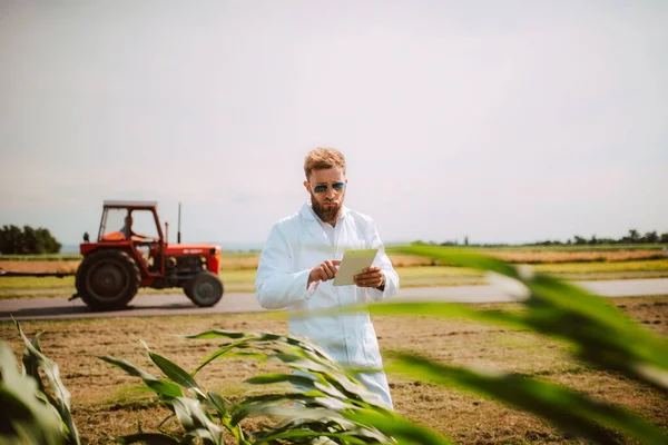 Hombre Caucásico Tecnólogo Agrónomo Con Tableta Campo Maíz Comprobar Calidad —  Fotos de Stock