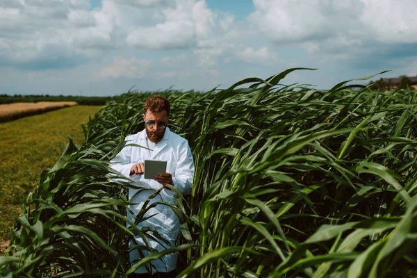 Muž Kavkazský Technologik Agronomista Tabletovým Počítačem Kukuřičném Poli Kontroluje Kvalitu — Stock fotografie