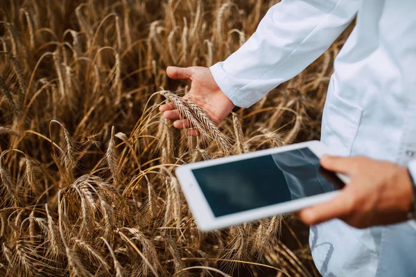 Eldeki tablet bilgisayarın kapanışı, buğday alanında beyaz erkek tarımcı tarımın kalitesini ve büyümesini kontrol ediyor..
