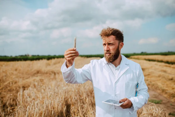 Portrait Male Caucasian Technologist Agronomist Tablet Computer Field Wheat Checking — Stock Photo, Image