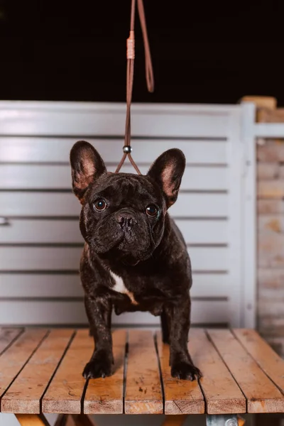 Πορτρέτο Ενός Μαύρου Σκύλου Ράτσα Γαλλική Bulldog Στέκεται Ένα Τραπέζι — Φωτογραφία Αρχείου