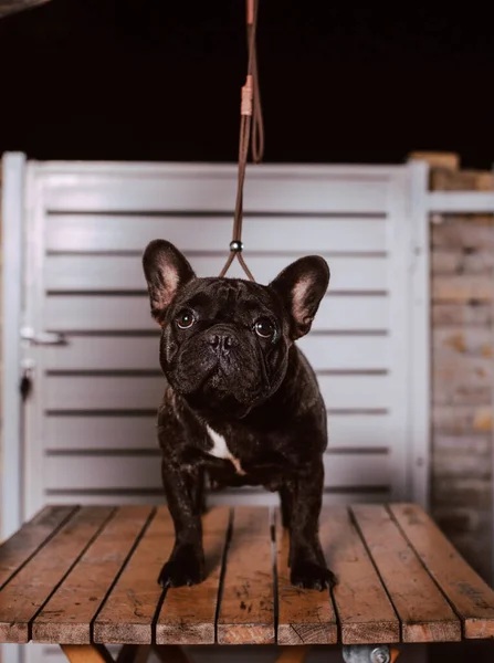Portret Van Een Zwarte Hond Ras Franse Bulldog Staande Een — Stockfoto
