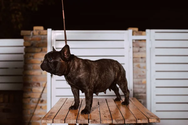 Πορτρέτο Ενός Μαύρου Σκύλου Ράτσα Γαλλική Bulldog Στέκεται Ένα Τραπέζι — Φωτογραφία Αρχείου