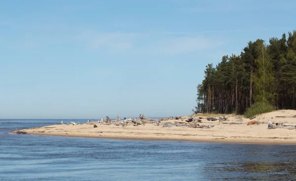Costa Del Golfo Riga Vicino Carnikava Lettonia Costa Con Bassa Immagini Stock Royalty Free