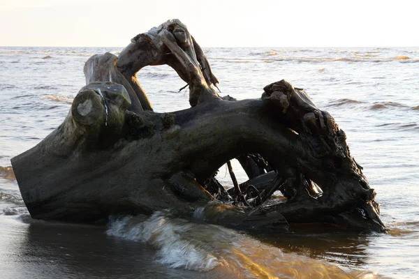 Ağaç kökleri üzerinde Riga Körfezi deniz kıyısı