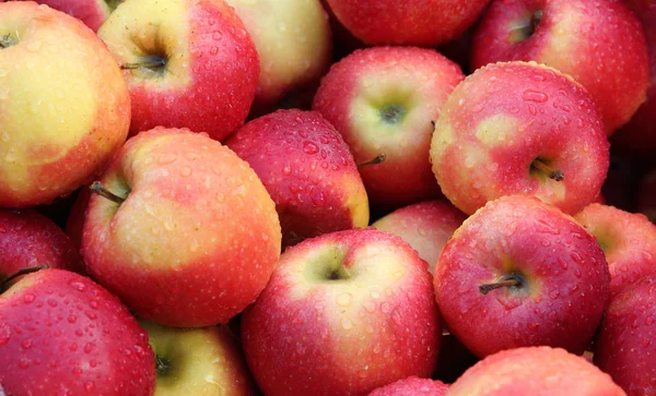 Sonbaharda hasat... Çiftlik taze, sulu elma