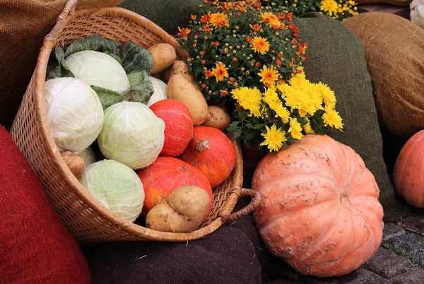 Hasat Festivali. Taze kabak, lahana, patates ve havuç çiftlik
