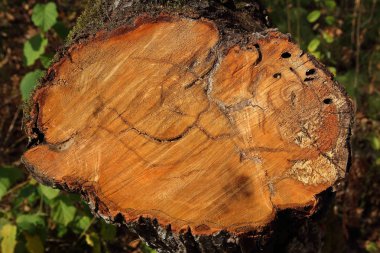 Eski, doğal ahşap doku.