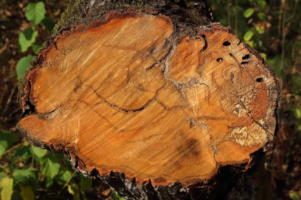 Eski, doğal ahşap doku.