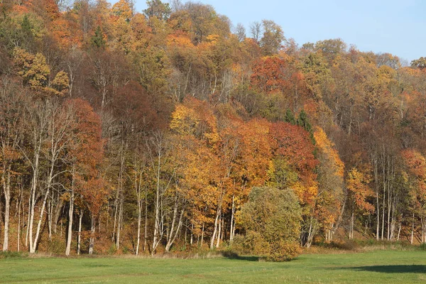 Altın Sonbahar ormanda. Gauja Milli Parkı Letonya
