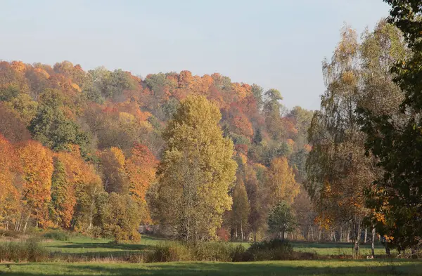 Altın Sonbahar ormanda. Gauja Milli Parkı Letonya