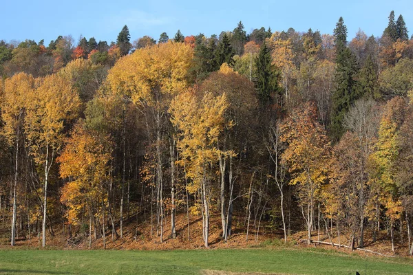 Altın Sonbahar ormanda. Gauja Milli Parkı Letonya