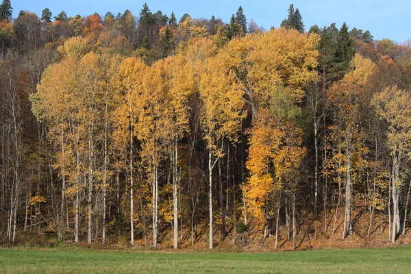 Altın Sonbahar ormanda. Gauja Milli Parkı Letonya