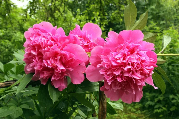 Peony.Early sabah bahçedeki