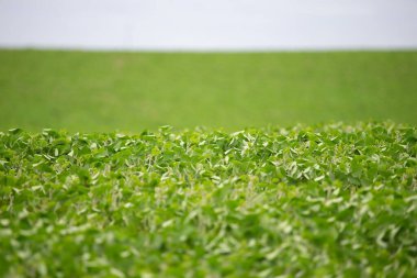Soya mahsulü alan sırası bitkilere ve mavi gökyüzü arkaplanına sığ odaklanın