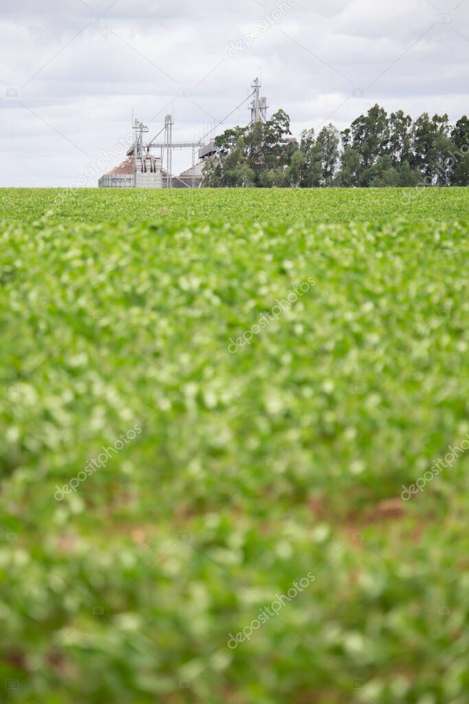 Soy crop field row close up shallow focus and a silo storage on background