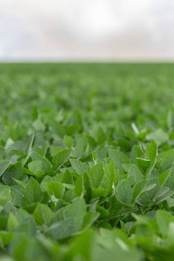 Güneşli bir günde gökyüzünde bulutlar olan soya tarlası sıraları