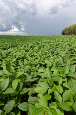 Güneşli bir günde gökyüzünde bulutlar olan soya tarlası sıraları