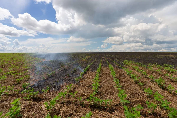 Incendie Sur Champ Culture Boulon Éclairage Accident Chaud — Photo