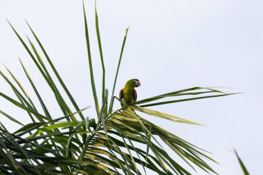 Güneşli bir günde, ağaç yaprağında papağan.