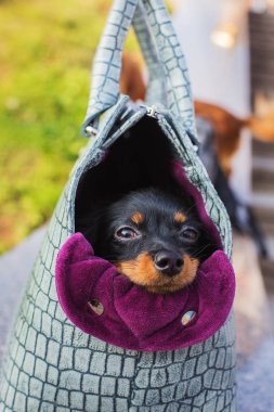 Siyah Rus korkunç bir gri köpek çantası taşıyan gizleme