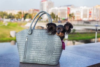 Siyah Rus korkunç bir gri köpek yürüten otururken o ayakta gri taş parapetin üzerinde çanta. Yan görünüm